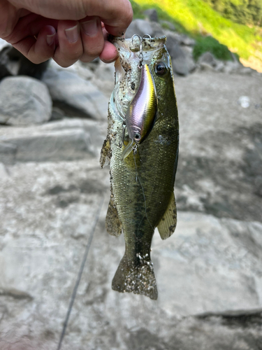 釣果