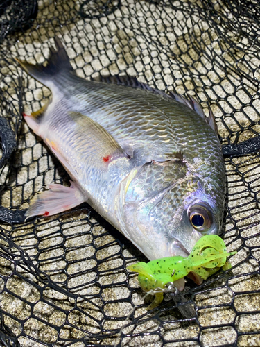 キビレの釣果