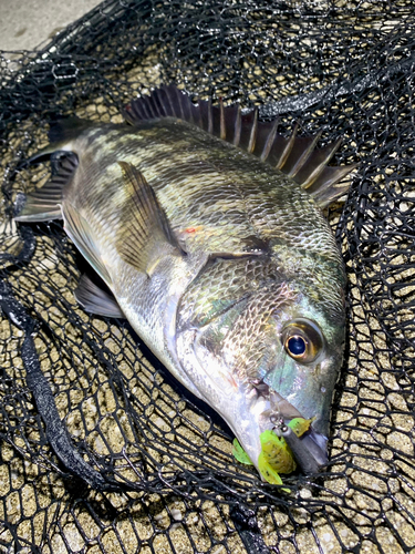 チヌの釣果