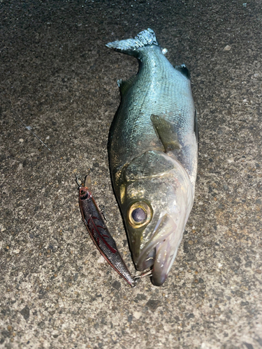 スズキの釣果