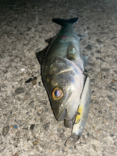 スズキの釣果