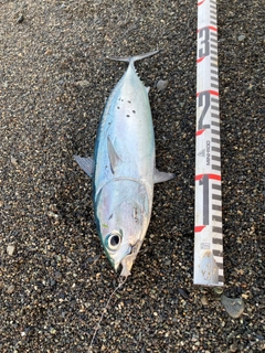 ソウダガツオの釣果