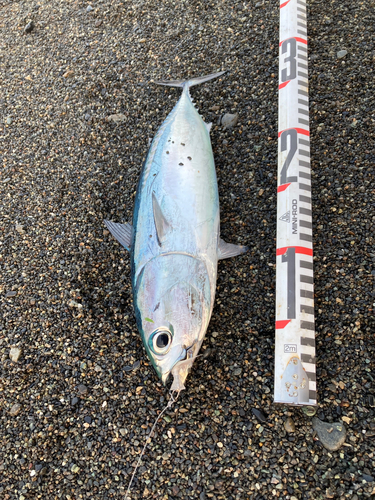 ソウダガツオの釣果