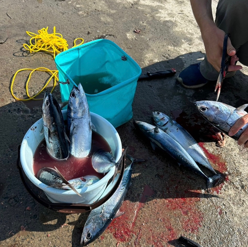 ソウダガツオの釣果