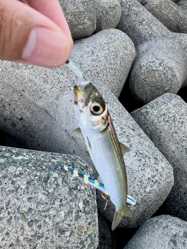 サバの釣果