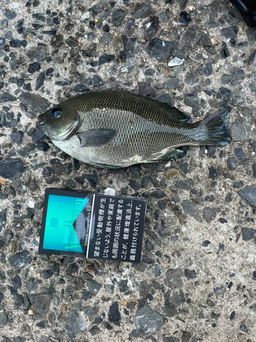 メジナの釣果