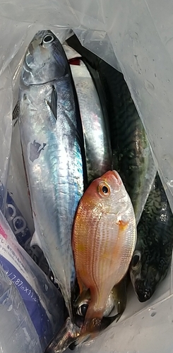 ソウダガツオの釣果