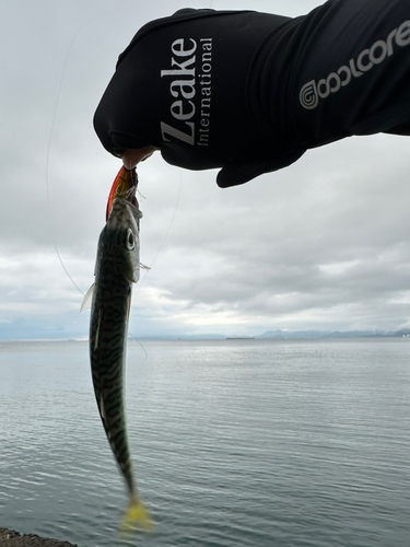 サバの釣果