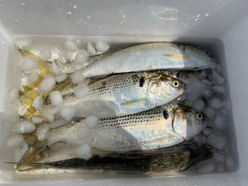 コノシロの釣果