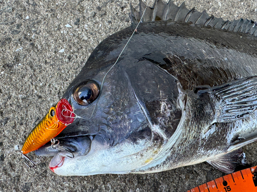 チヌの釣果