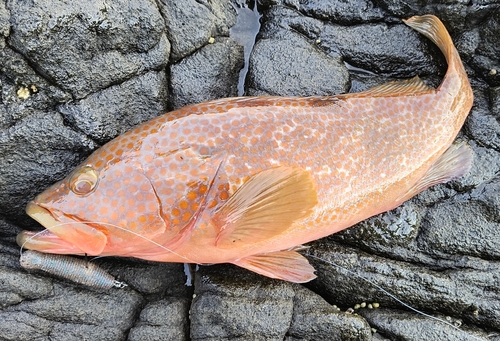 キジハタの釣果