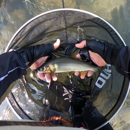 アユの釣果