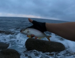 ショゴの釣果