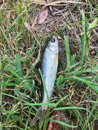 タモロコの釣果