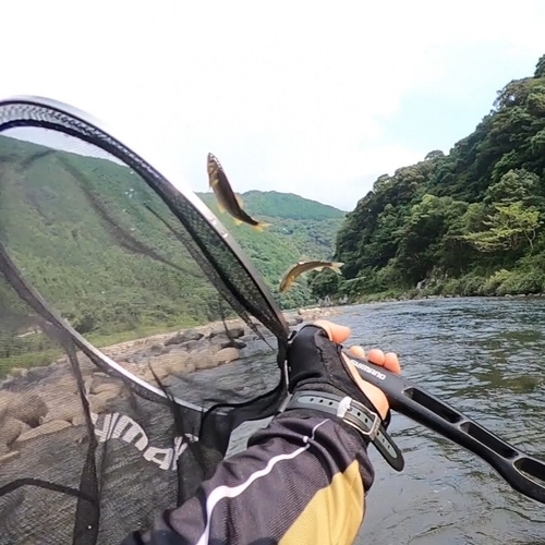 アユの釣果