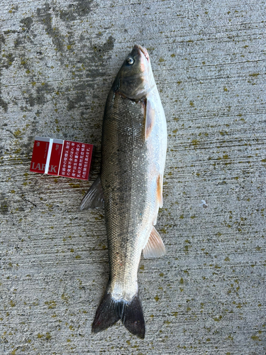 ウグイの釣果