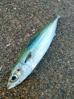 サバの釣果