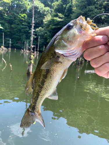 ブラックバスの釣果