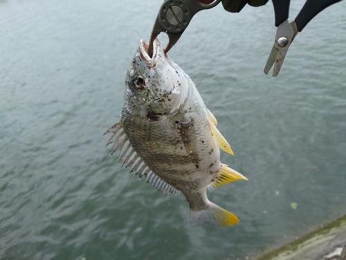 キビレの釣果