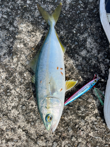 ワカシの釣果