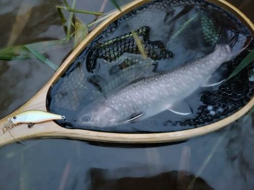 イワナの釣果