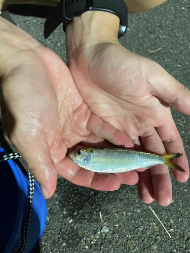 サッパの釣果