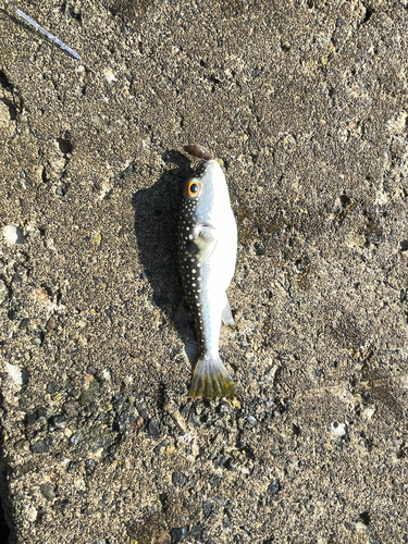 クサフグの釣果