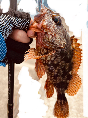 アラカブの釣果