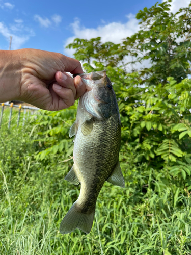 ラージマウスバスの釣果