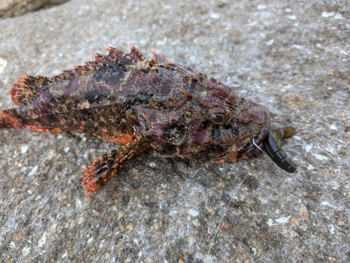 オニカサゴの釣果