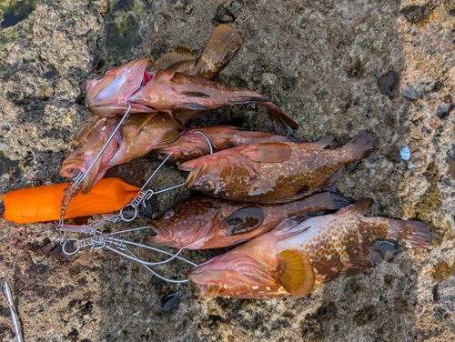 アコウの釣果