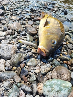 コイの釣果