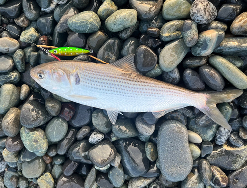 コノシロの釣果