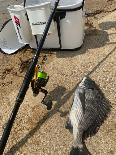 チヌの釣果