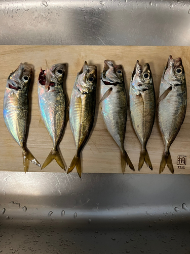 アジの釣果