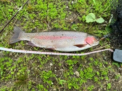 ニジマスの釣果