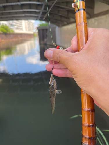 マハゼの釣果