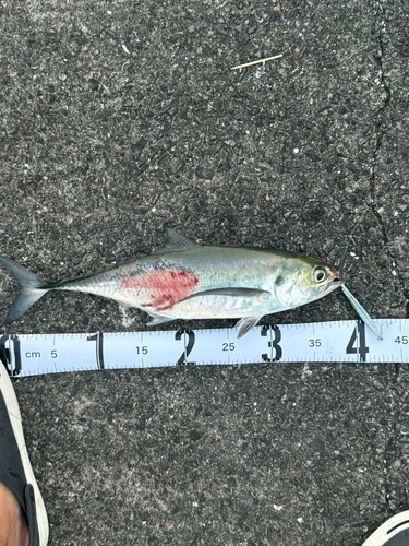 オニアジの釣果