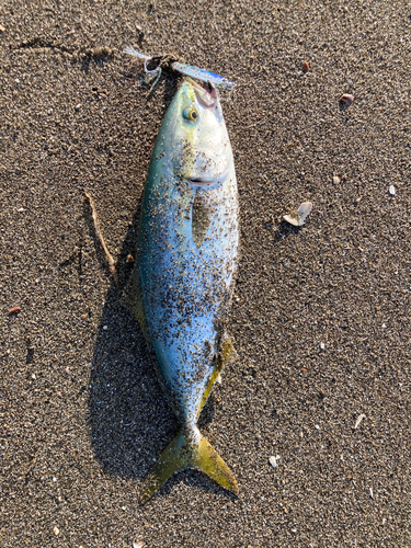 ワカシの釣果