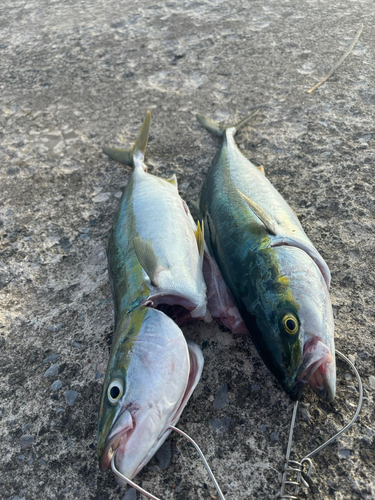 イナダの釣果