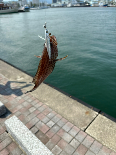 オオモンハタの釣果