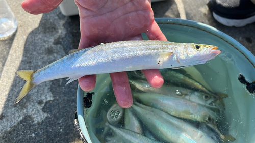 カマスの釣果