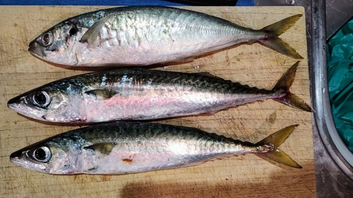 サバの釣果