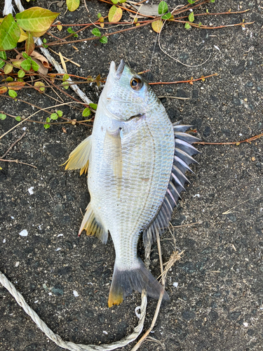 キチヌの釣果