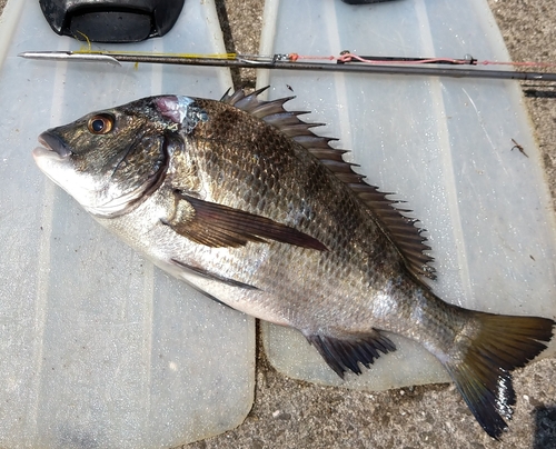 チヌの釣果