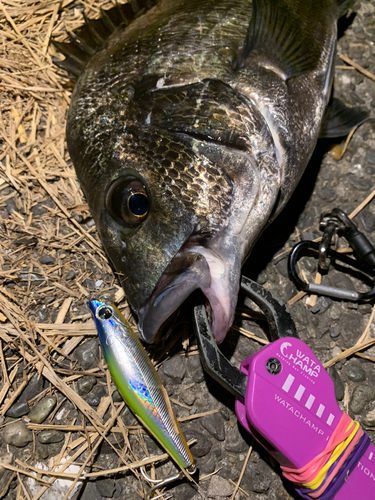 クロダイの釣果