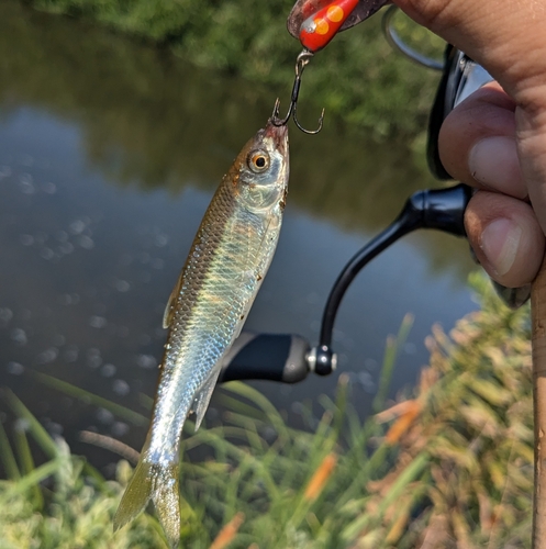 オイカワの釣果