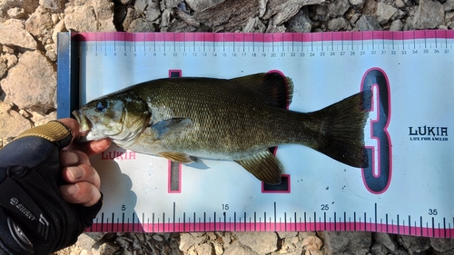 スモールマウスバスの釣果