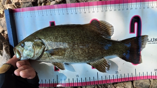 スモールマウスバスの釣果