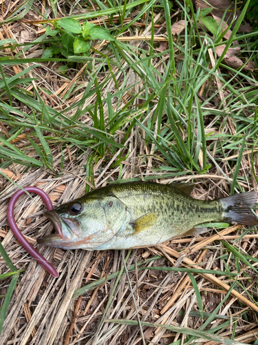 ラージマウスバスの釣果